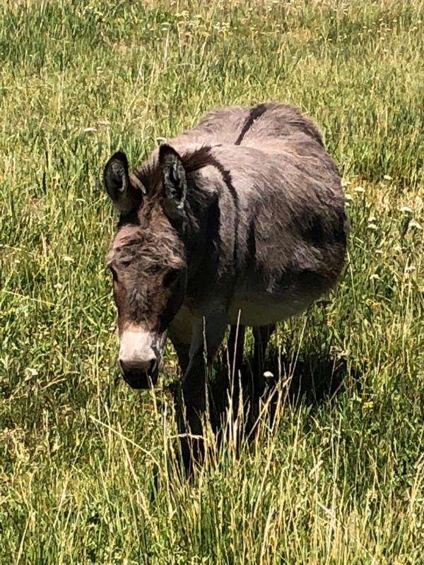 /Images/uploads/Humane Society of Utah/HSUCalendar2019/entries/7038thumb.jpg